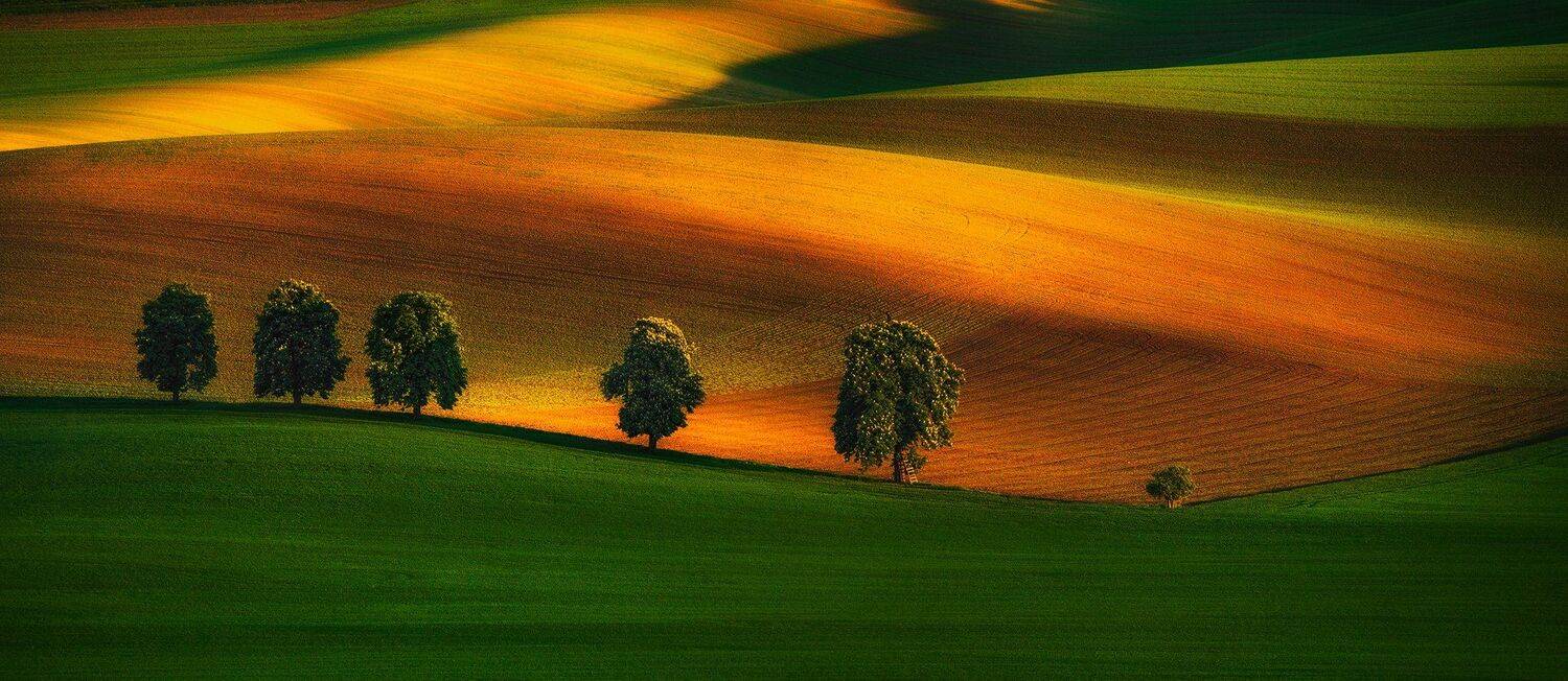 Tree Family. Автор: Pawel Uchorczak , Pawel Uchorczak