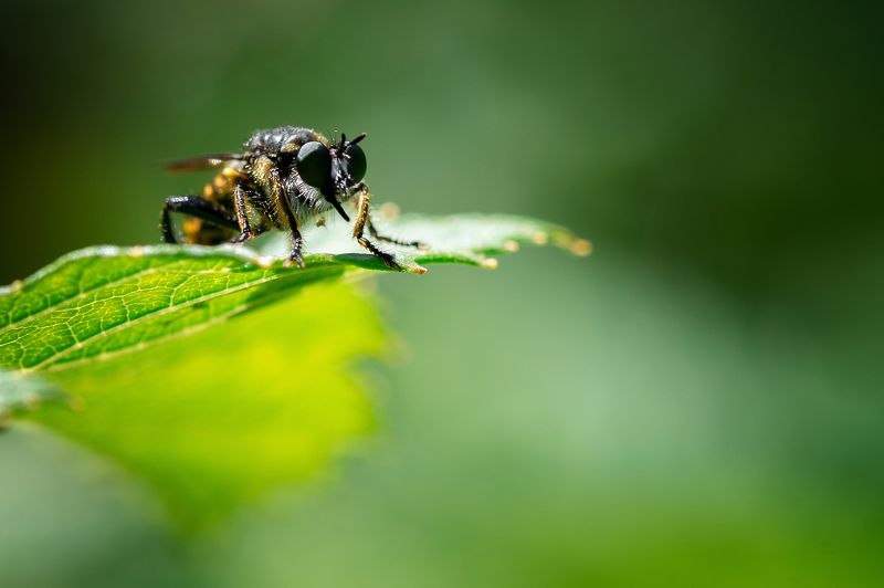Bag, Color, Flowers, Life, Macro, Nature Naturephoto preview