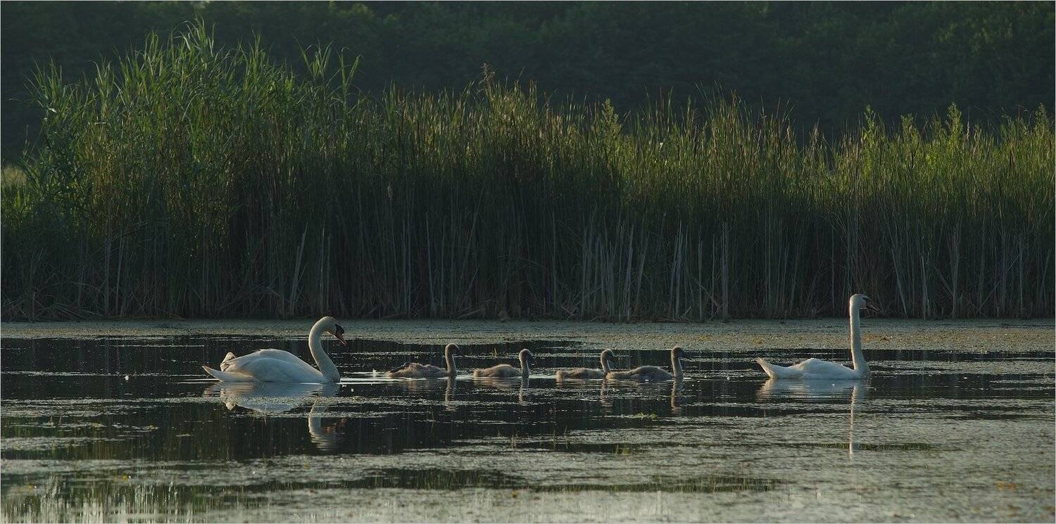 дружная семейка. Автор: Николай Шахманцир , Николай Шахманцир