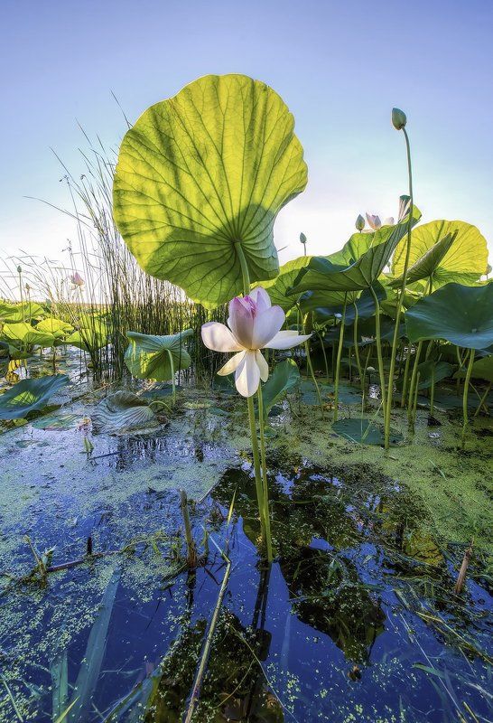 ТАМ НА БОЛОТЕphoto preview