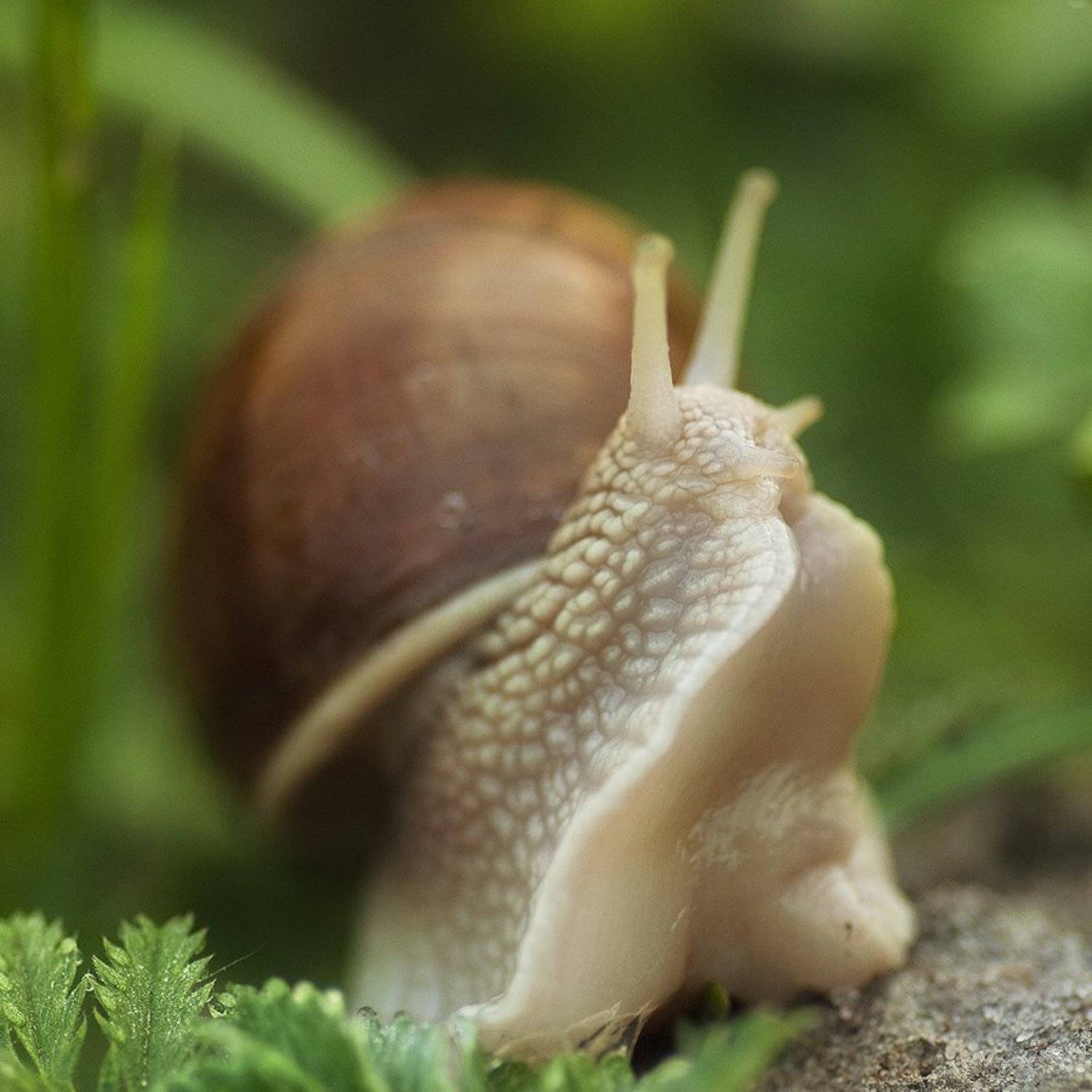 Душа нараспашку. Автор: Александр улитка, Александр