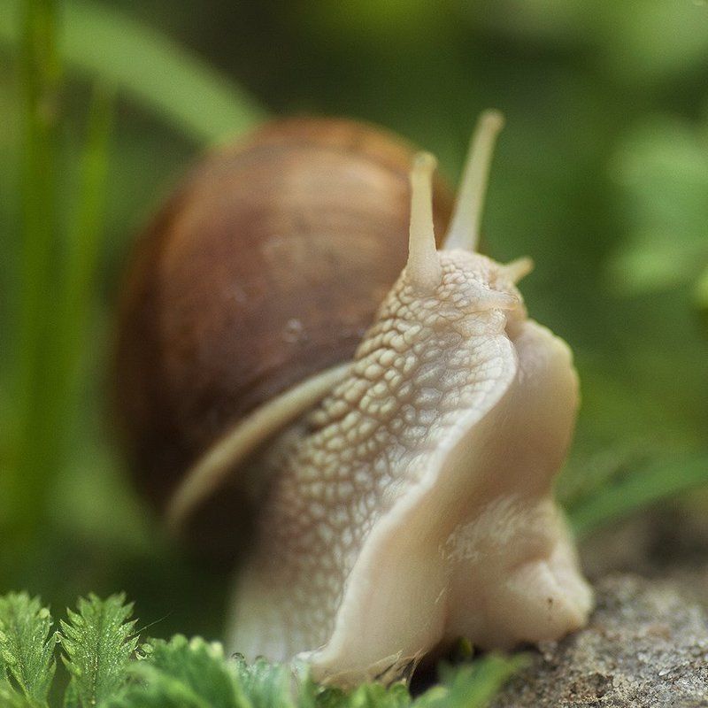 улитка Душа нараспашкуphoto preview