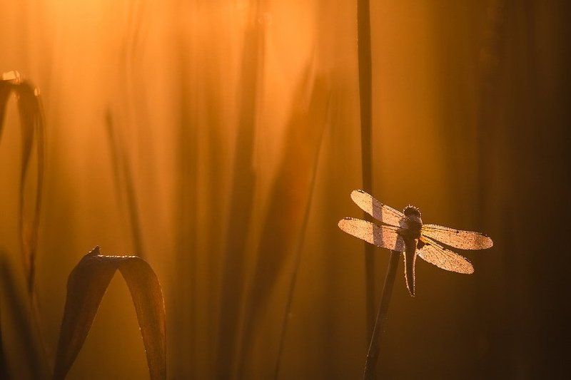 Сказочное утро.photo preview