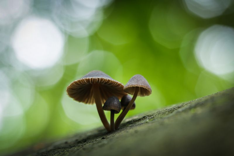 Семейкаphoto preview