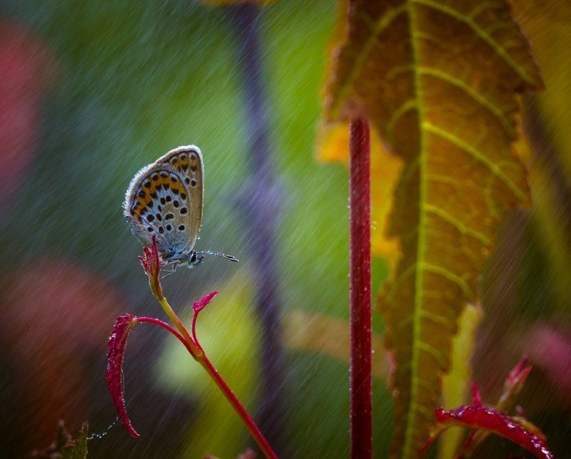 Под теплым дождиком июля...photo preview