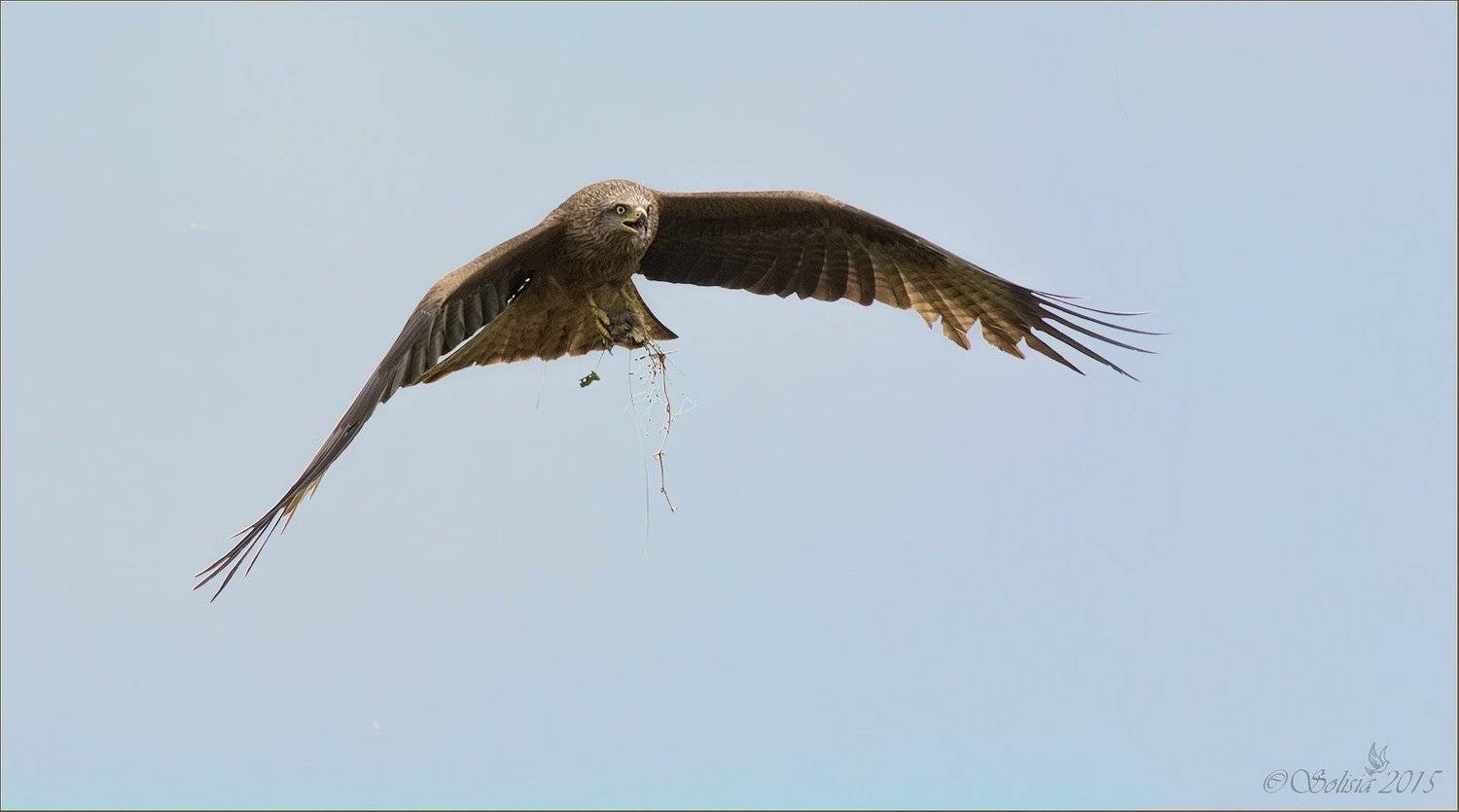 Коршун с добычей. Автор: Солисия птицы, природа, коршун чёрный, Milvus migrans, лето, июль, 2015, подмосковье, лотошинский р-он, Солисия