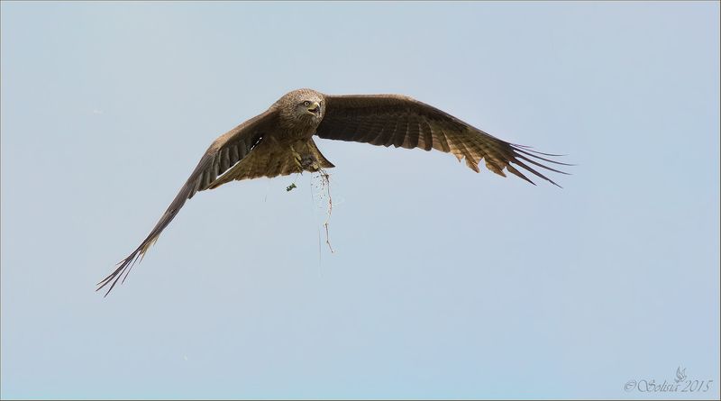 птицы, природа, коршун чёрный, Milvus migrans, лето, июль, 2015, подмосковье, лотошинский р-он Коршун с добычейphoto preview