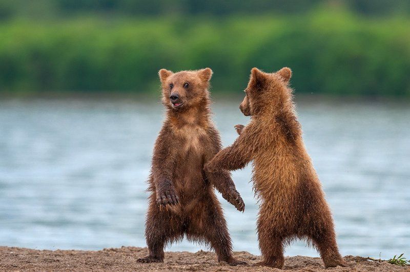 А он ко мне пристаёт !photo preview