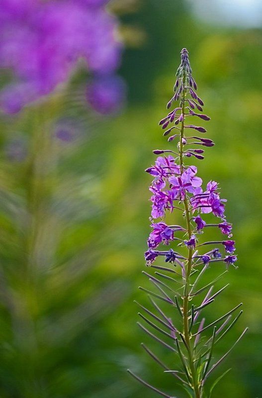 Иван да марья, Иван-чай, Кипрей, Лето, Луг, Поляна, Цветы Кокетливыйphoto preview
