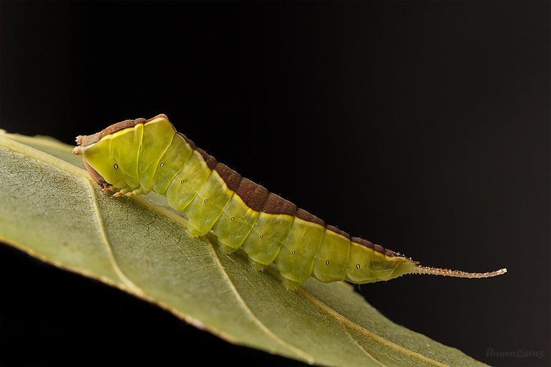 Гарпияphoto preview