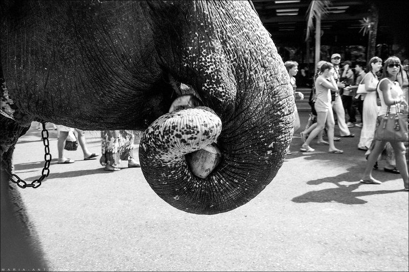 Таиланд, путешествия Кокосphoto preview