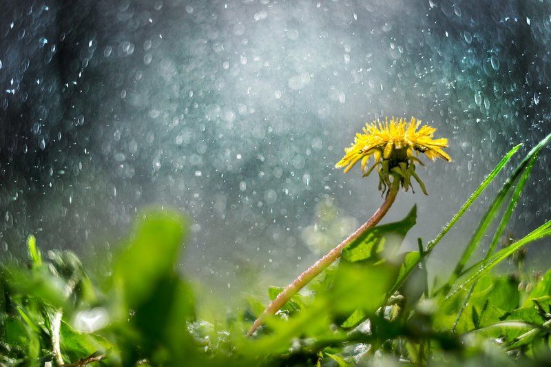 одуванчик, цветок, крупный план, вода, дождь. Одуванphoto preview