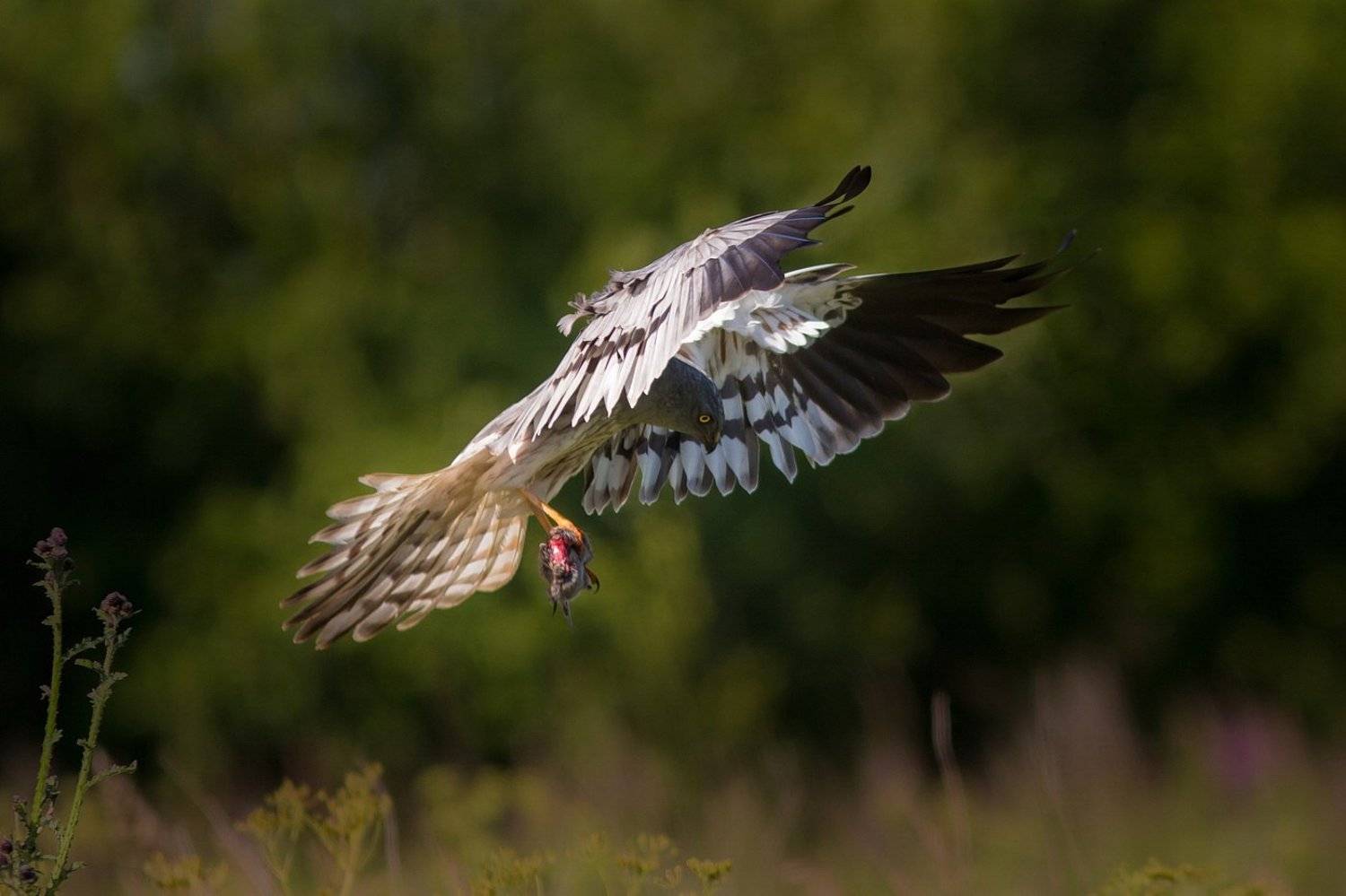 , Вилюнов Дмитрий