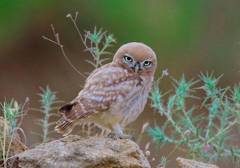 Сычикphoto preview