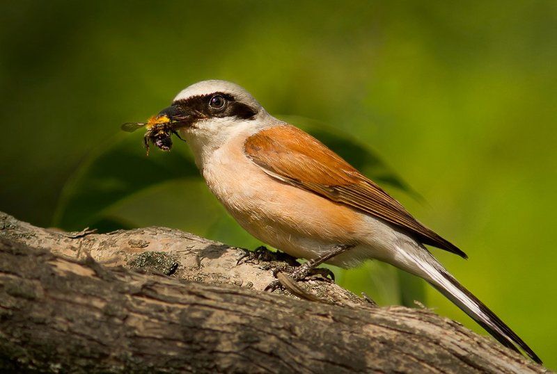 Про bon appétit...photo preview
