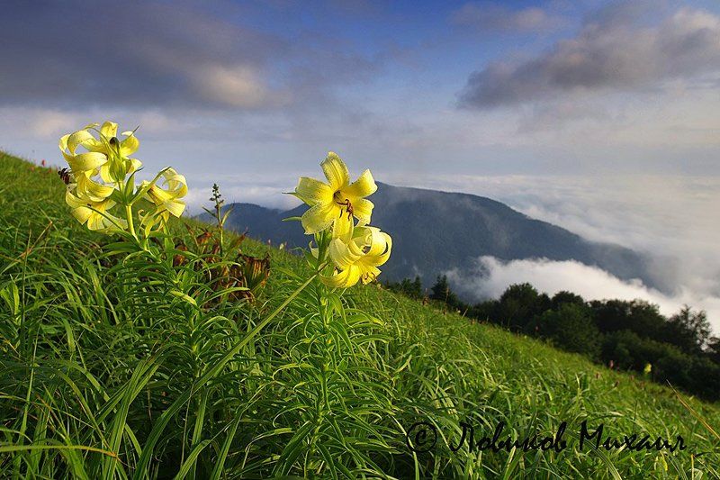 пейзаж с горными лилиямиphoto preview
