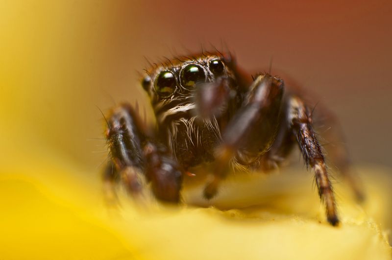 макро, паук, природа, паук-скакун Не трогай меня!photo preview