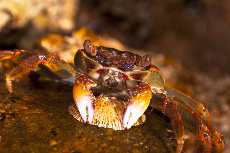 макро, краб, природа, египет Мое! Не отдам!photo preview