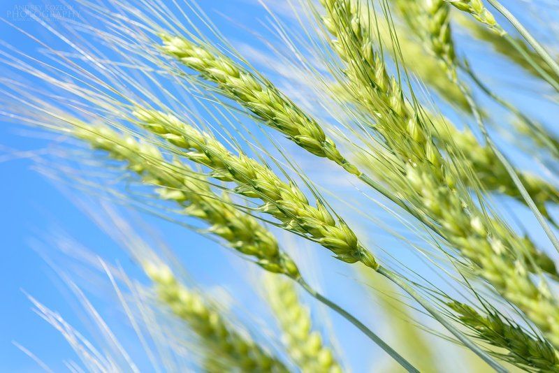 Blue, Food, Nature, Sky, Wheat Wheatphoto preview