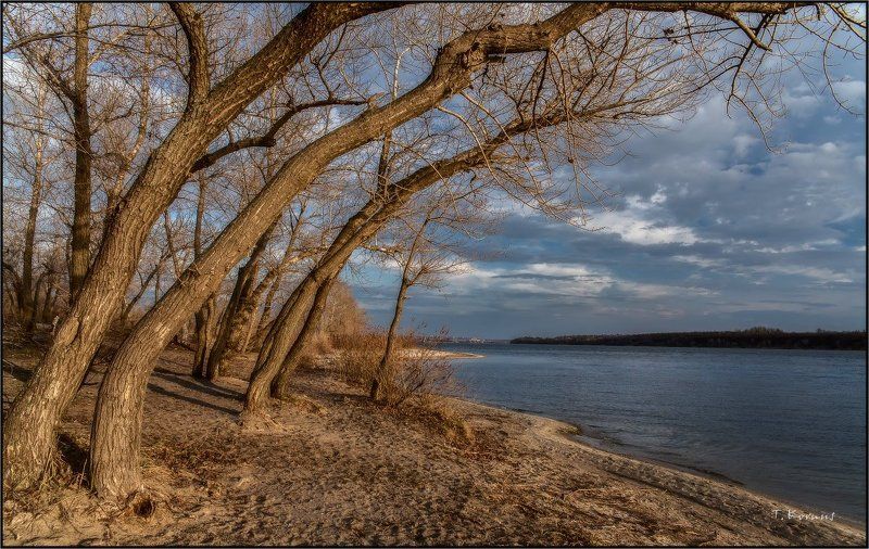 река,деревья,вечер *photo preview