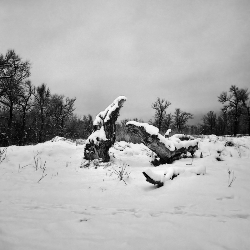 зима, инфракрасный, коряга, снег Расскажи мне сказкуphoto preview