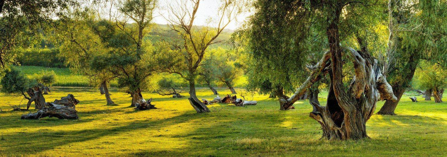 ***. Автор: Sergey Braga , Sergey Braga