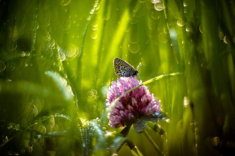 Июльская сказка...photo preview