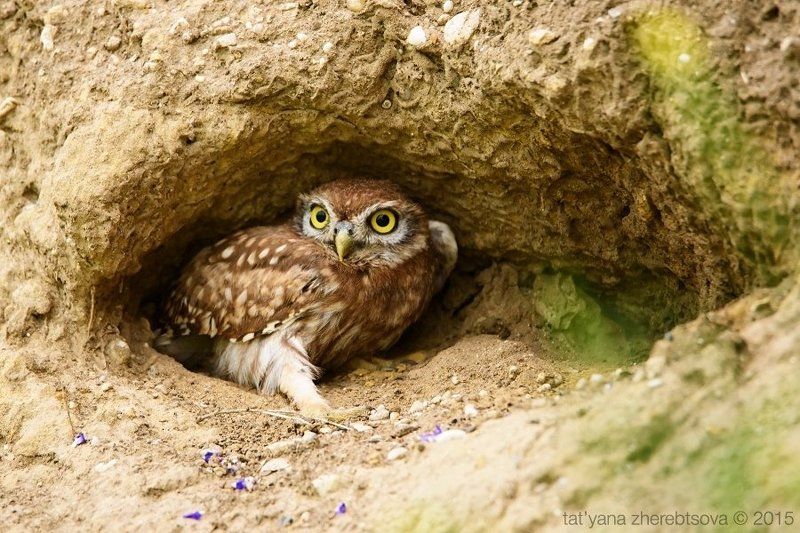 Чур, я в домике!photo preview