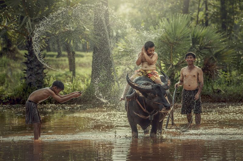 vietnam, sapa, outdoor, lerning, thailand, meadow, park, agriculture, mammal, green, boy, grass, people, smiling, asia, family, childhood, indochina, hair, kid, rice, background, child, farmer, little, trail, leisure, buffalo, white, spring, expression, h Happy boy riding water buffalo.photo preview