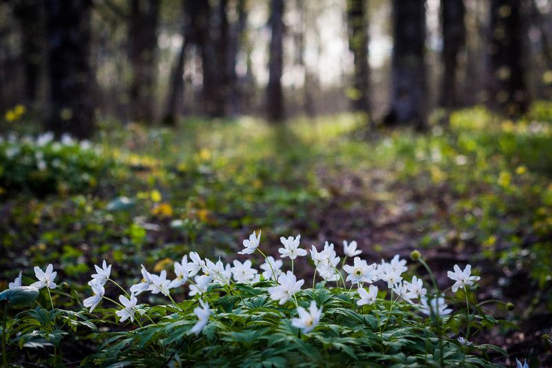 Веснаphoto preview