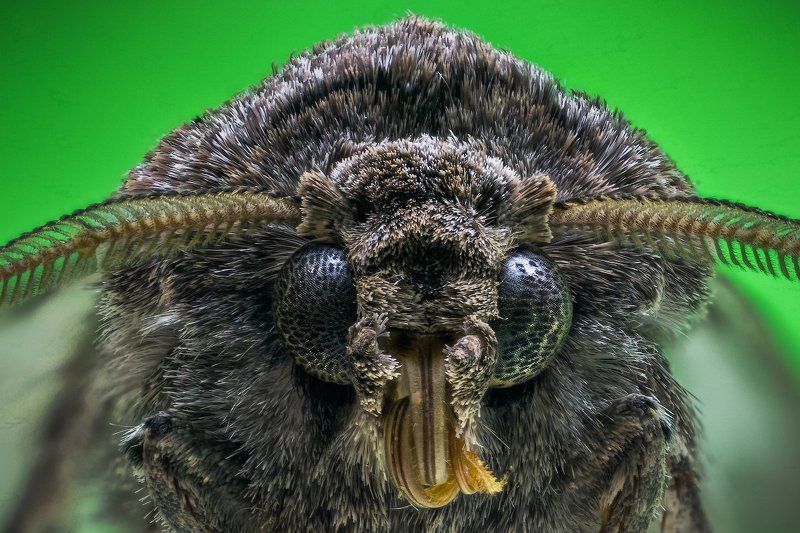 Анфас, Макро, Моль, Профиль Мольphoto preview