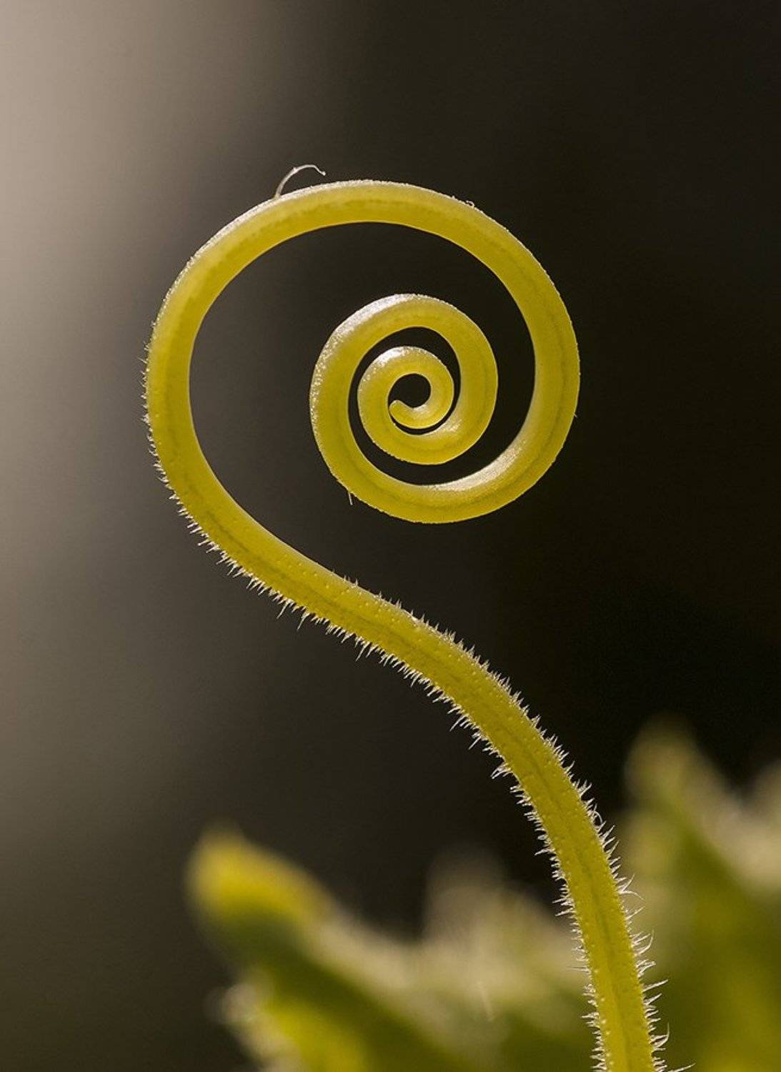 Вот такие огурцы. Автор: Александр огуец, Александр