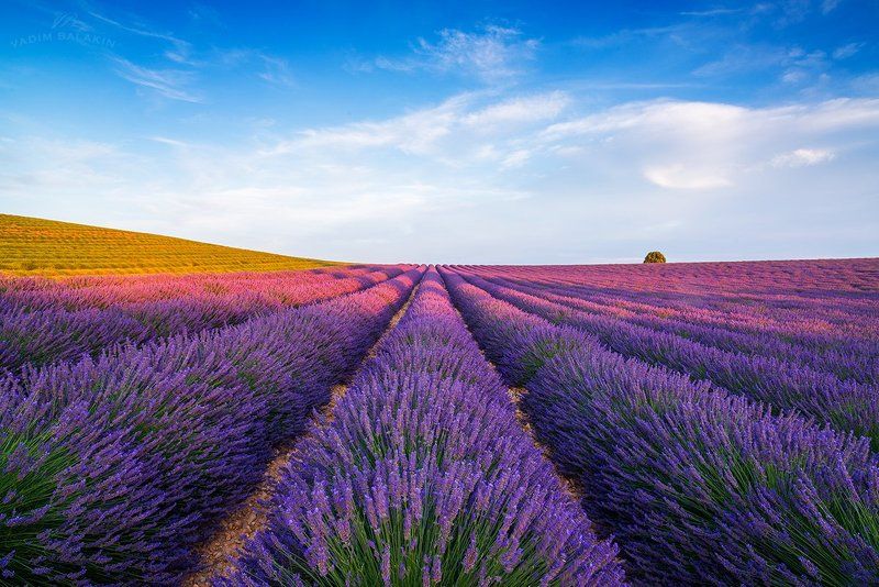 Лаванда, Прованс, Франция Лавандовая безмятежностьphoto preview