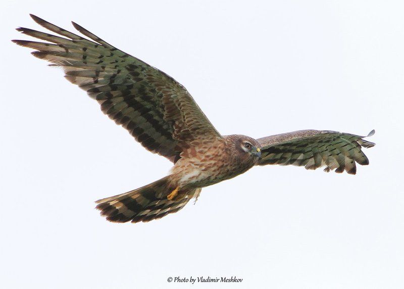 Облёт владений.... фото превью