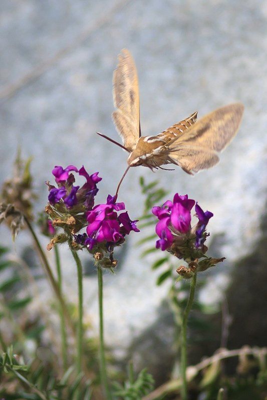 Hyles Galii (Бражник подмаренниковый)photo preview