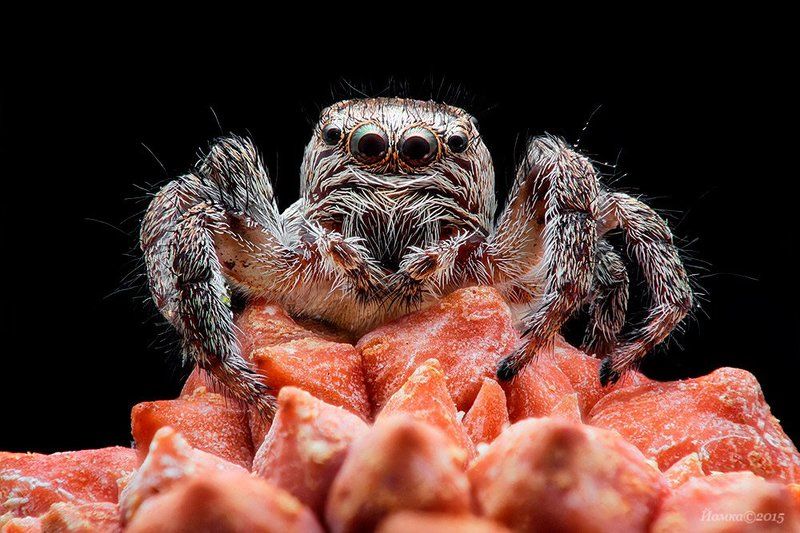 Скакунphoto preview