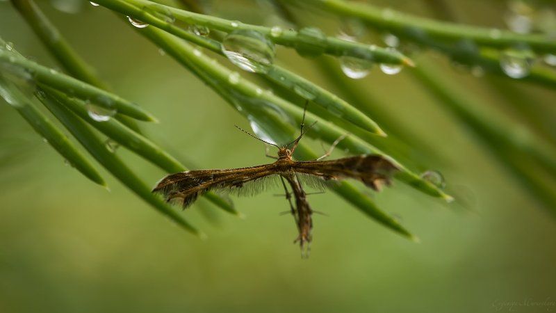 Природа в деталях - 3photo preview