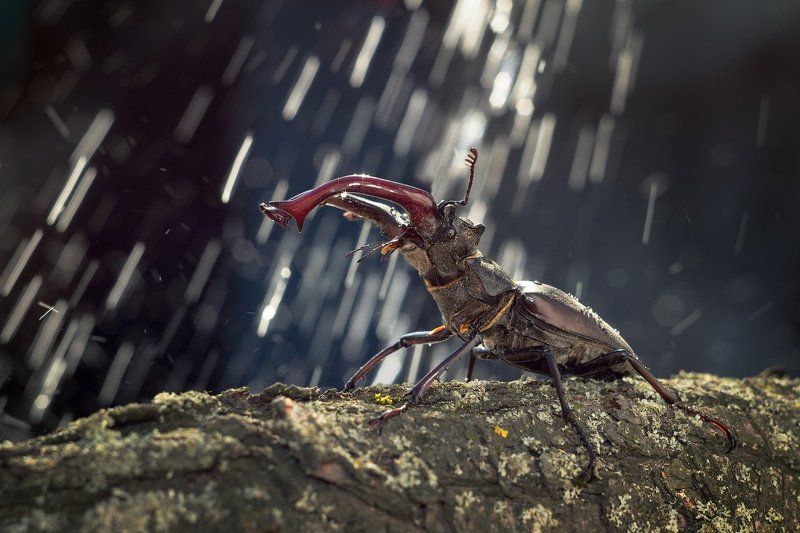 Жук, Жук - олень, Крупный план Жук - оленьphoto preview