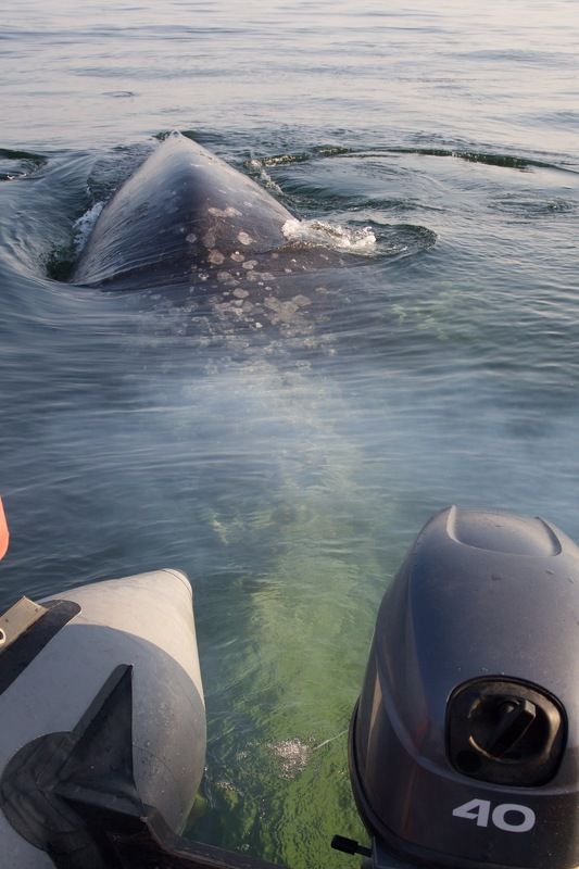 Серый кит, Сахалин Серые киты Сахалинаphoto preview