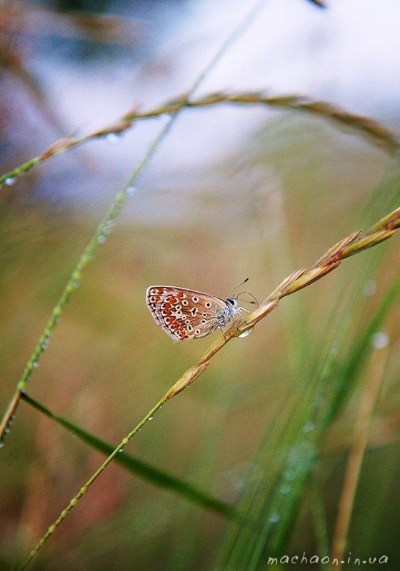 вечер в травеphoto preview