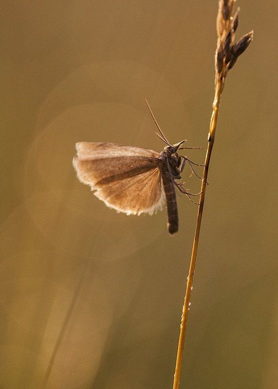 мотылек Печальный мотылекphoto preview