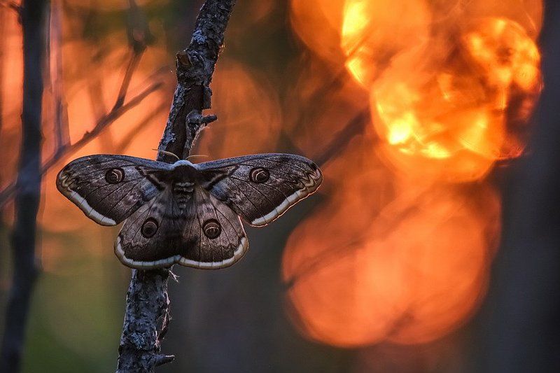 В последних лучахphoto preview
