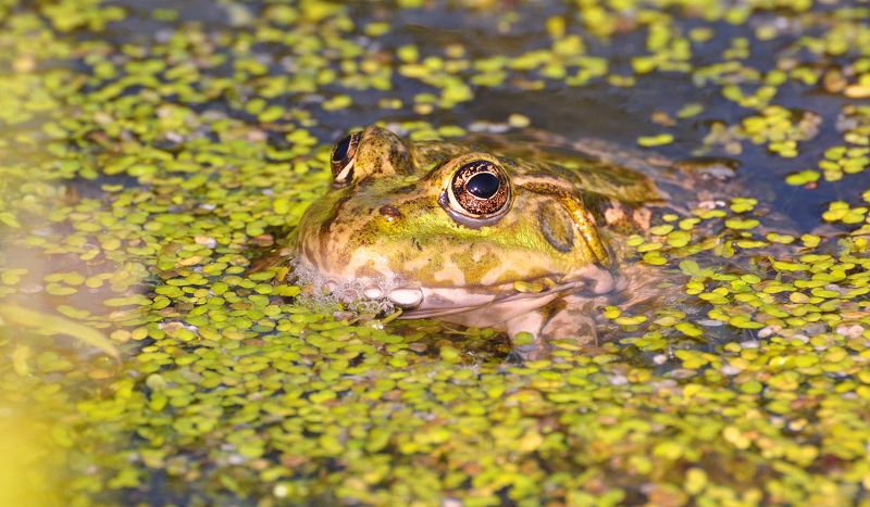 лягушка, лягушки, природа, макро, вода, июль Из жизни лягушек...photo preview