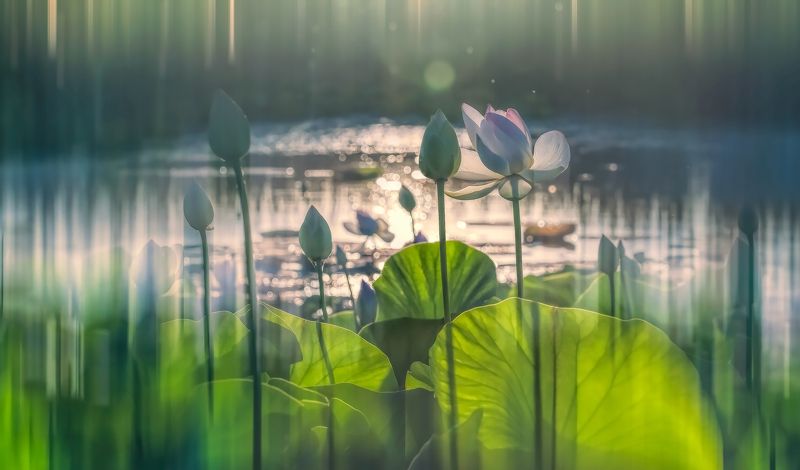 ТАМ НА БОЛОТЕ -3photo preview