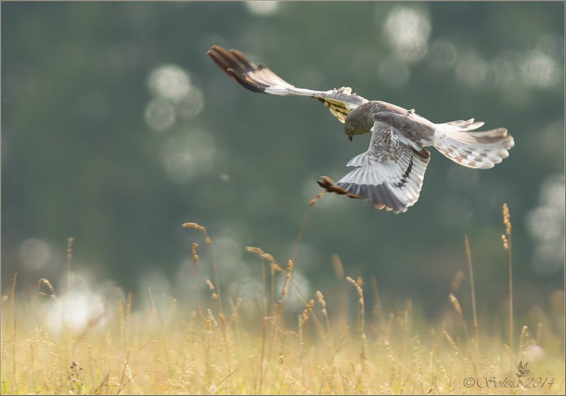 птицы, природа, лунь, лунь луговой, лето, подмосковье, лотошинский р-он Луговой луньphoto preview