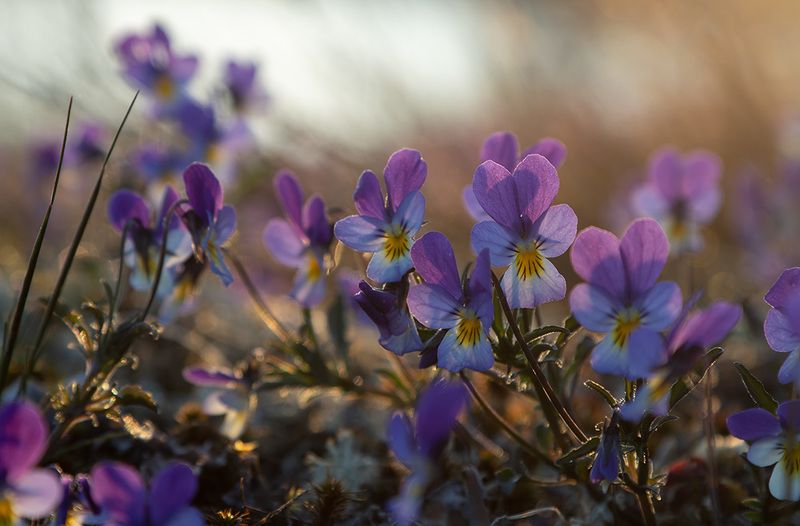 Восходphoto preview