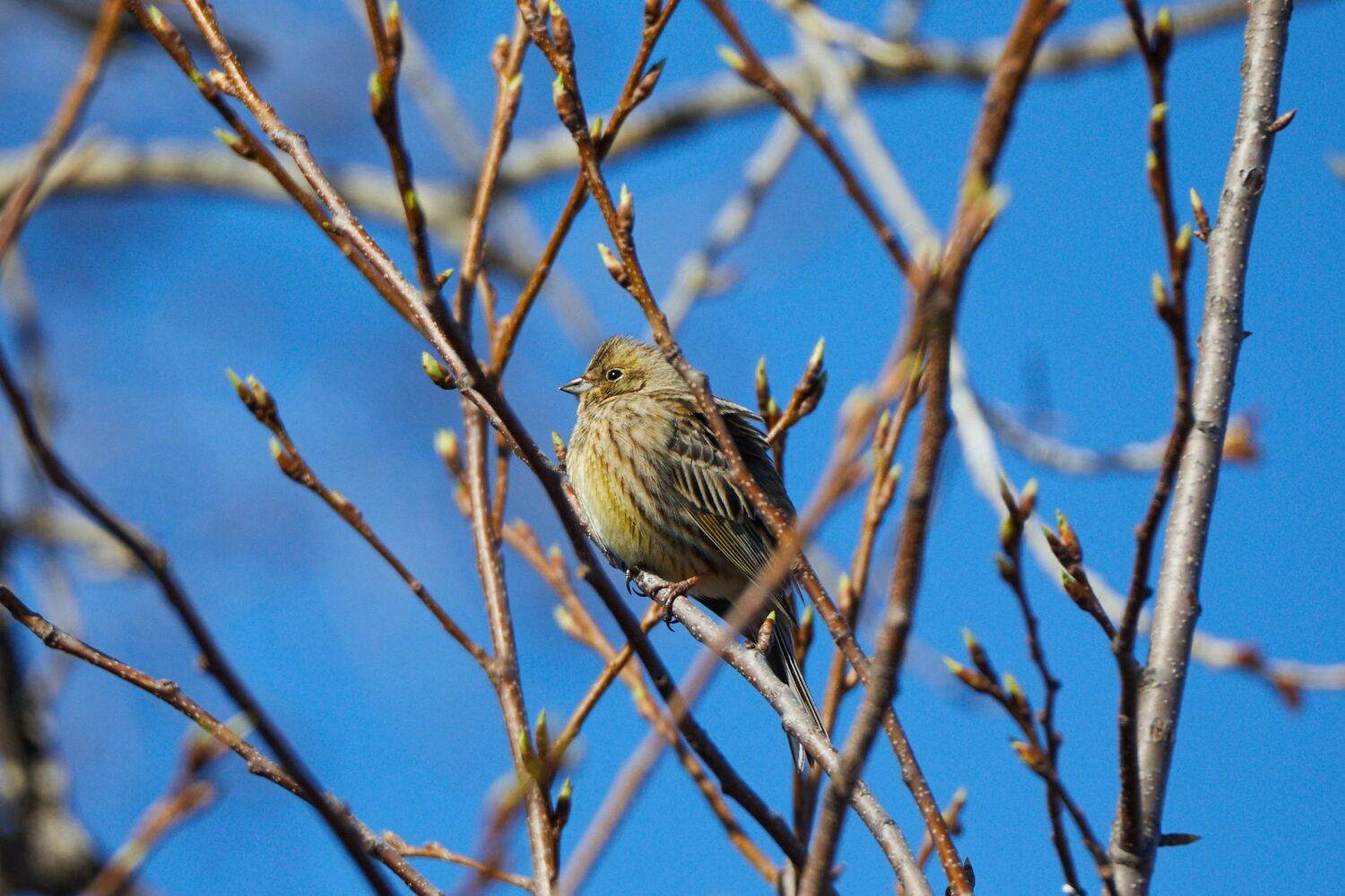 Овсянка. Автор: Гильманов Артур , Гильманов Артур
