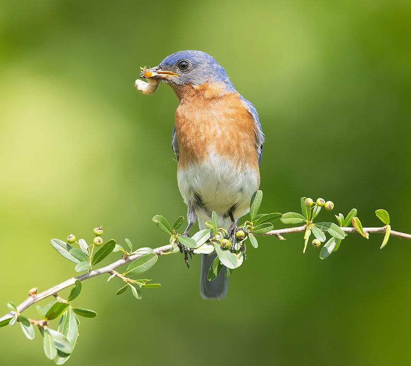 восточная сиалия, eastern bluebird, bluebird Eastern Bluebird, male - Восточная сиалия, самецphoto preview