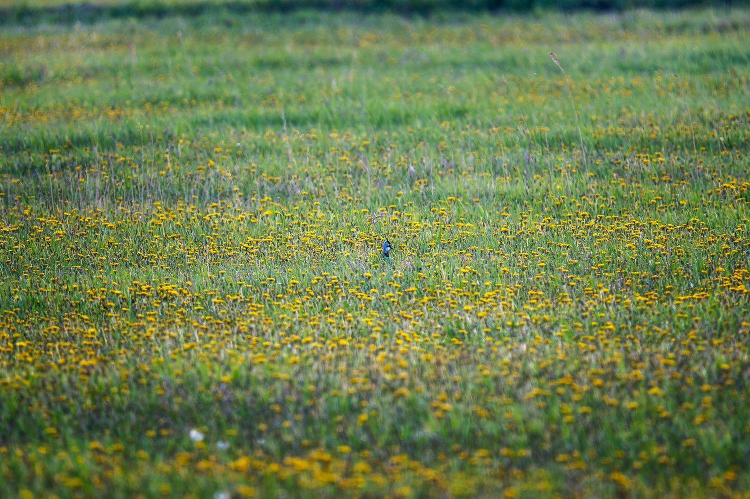 Я одуванчик. Автор: Кирилл Кузнецов пермский край, птицы, чибис, поле ,фотоохота, природа, закат, одуванчики, Кирилл Кузнецов