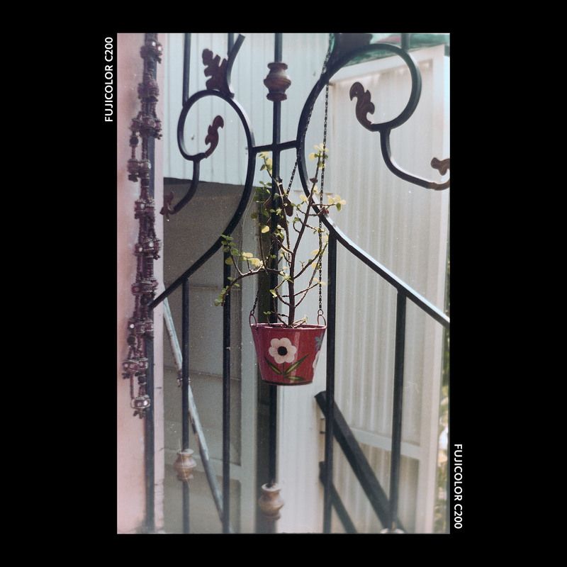 Plant - Film Series photo preview